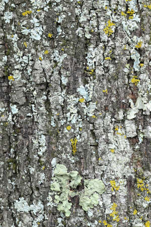 Texture tree bark closeup. Pattern of natural tree bark background. Natural texture for commercial use or compositing.の写真素材