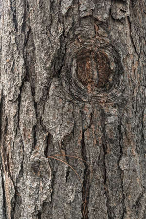 Texture tree bark closeup. Pattern of natural tree bark background. Natural texture for commercial...