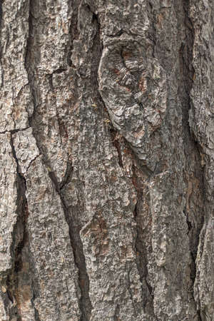 Texture tree bark closeup. Pattern of natural tree bark background. Natural texture for commercial use or compositing.の写真素材