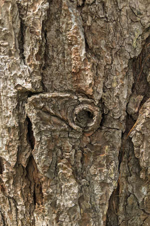 Texture tree bark closeup. Pattern of natural tree bark background. Natural texture for commercial...