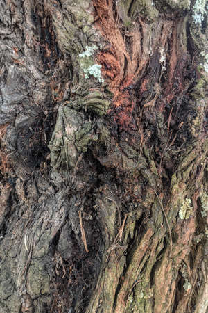 Texture tree bark closeup. Pattern of natural tree bark background. Natural texture for commercial...