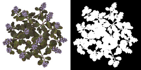 Front view of Plant (Sorbus aucuparia 1) Tree png with alpha channel to cutout made with 3D render