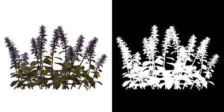 Front view of Plant (Ajuga reptans 1) Tree png with alpha channel to cutout made with 3D render