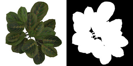 Front view of Plant (Aglaonema 2) Tree png with alpha channel to cutout made with 3D render