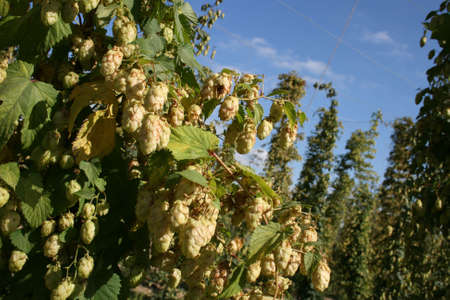 Close Up Of Kentish Hops At Harvest Time
