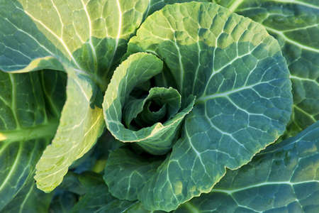 A heart of a winter cabbage taken in the winter setting sun in Broadstairs Kent.の写真素材