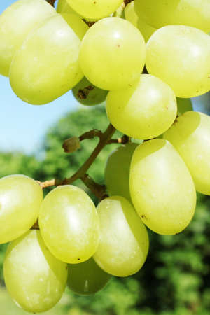 green grapes bunch
