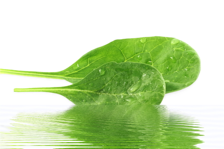 spinach leaves with water reflection in pure white backgroundの写真素材