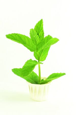 mint plant or leaves in white backgroundの写真素材