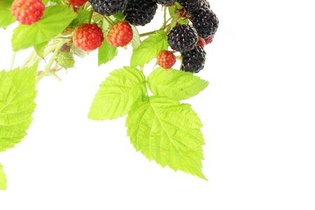 raspberry leaves with fruit closeup in white background