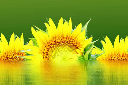 sun flower with water reflection in green backgroundの写真素材