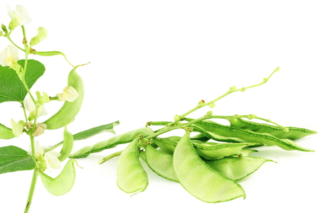 Hyacinth bean valor or indian papdi beans on white backgroundの写真素材