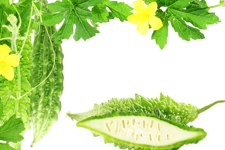 Bitter melon or bitter gourd with plantの写真素材