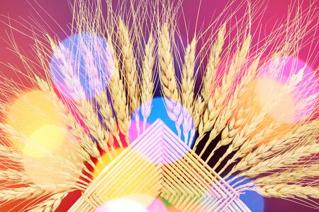 wheat grain multi color texture backgroundの写真素材