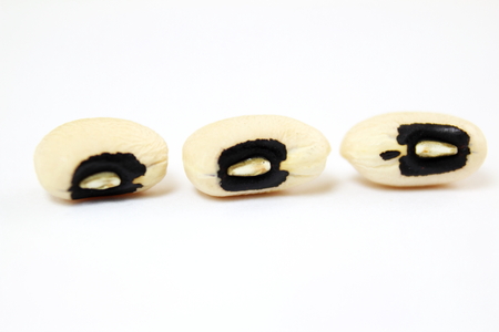 Black eye beans in white background closeupの写真素材