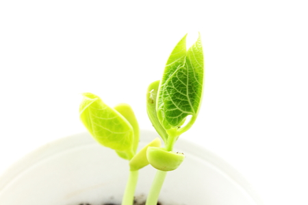 Growing plant seeds in pot soil isolated on white backgroundの写真素材