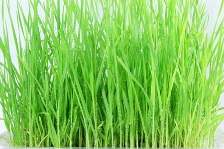 fresh sprouted wheat grass with water drops in white backgroundの写真素材