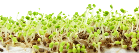 chia seeds Salvia hispanica plant newly sprouting growing closeupの写真素材