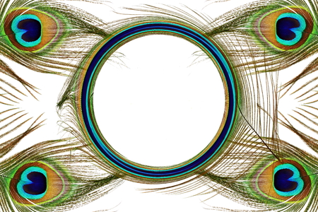 Beautiful peacock feathers as background with text copy spaceの写真素材