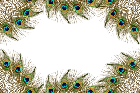 Beautiful peacock feathers as background with text copy spaceの写真素材