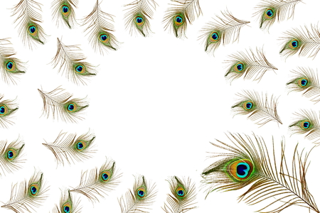 Beautiful peacock feathers as background with text copy spaceの写真素材