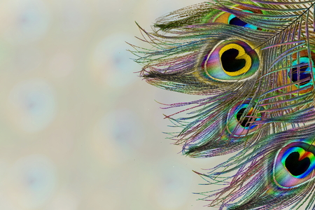 peacock feathers in blurs background with text copy spaceの写真素材