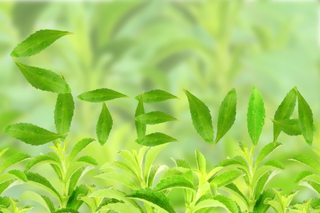fresh green Stevia rebaudiana with leaves text and text copy spaceの写真素材