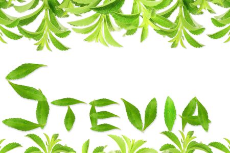 fresh green Stevia rebaudiana with leaves text and text copy spaceの写真素材