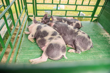 Pigs - Exhibition Minsk BelAgro 2018 June 6, 2018のeditorial素材