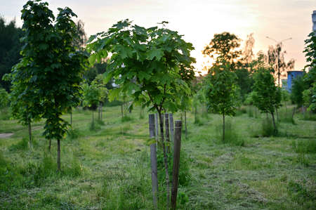 The image of the sky in the evening in the park. Photo of trees and grass in the setting sun