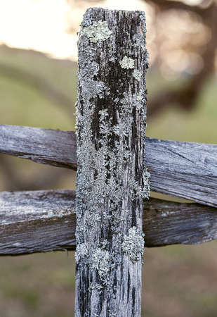 Old protection,  wooden fence with mossの写真素材