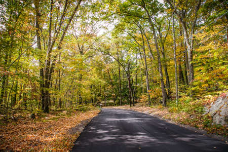 The autumn road