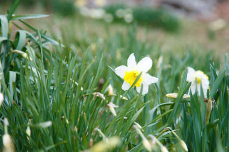 Narcissus in green grassの写真素材