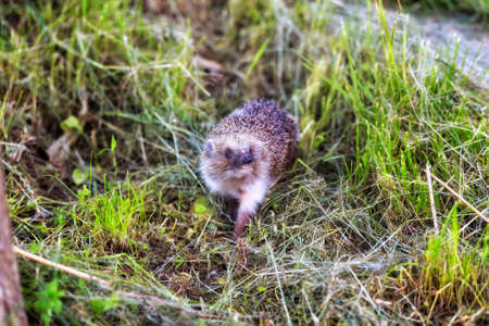 Hedgehog in grassの写真素材