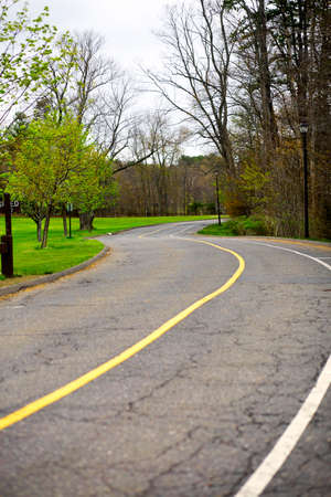Road in the spring forest with green trees
