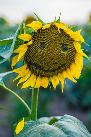 sunflowers smilingの写真素材