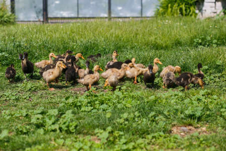 Little ducklings in a grassの写真素材