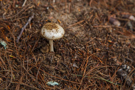 White mushroom in pine needlesの写真素材