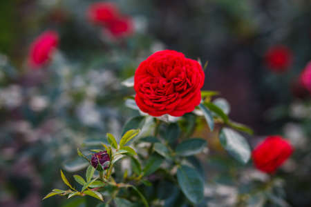 Beautiful red roses in rose garden