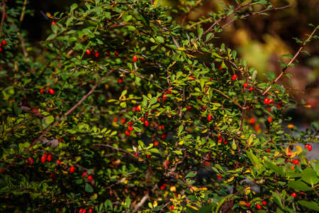 Barberry red berries on the green bushの写真素材
