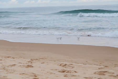 Seagulls walking on the sea shoreの写真素材