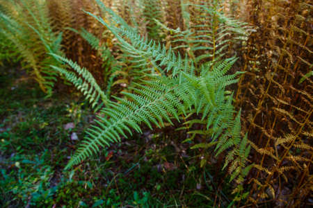 Colored ferns in the autumn forestの写真素材