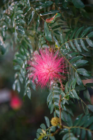Spring pink flower on the treeの写真素材
