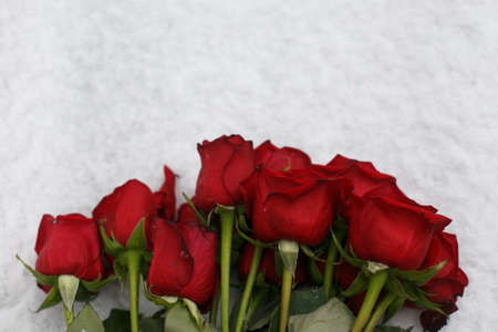 Beautiful vinous roses on the snowの写真素材