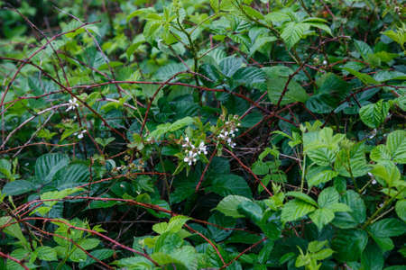 Branch of the fruits on the bushの写真素材