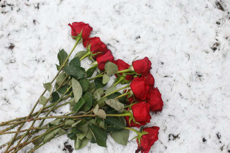 Beautiful vinous roses on the snowの写真素材