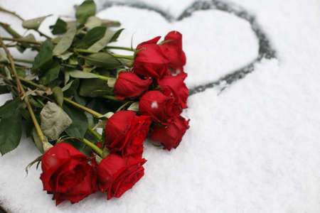 Beautiful vinous roses on the snow with heartの写真素材