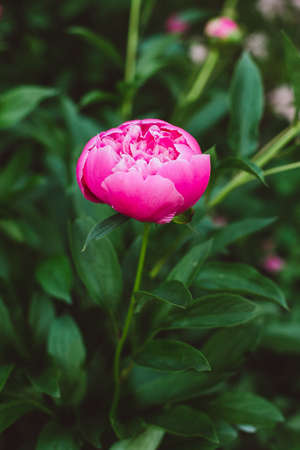 Pion. Spring concept. red flower for backgroundの写真素材