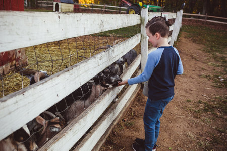 Little boy feeds the goats on a farm. Selective focus. Kid.の写真素材