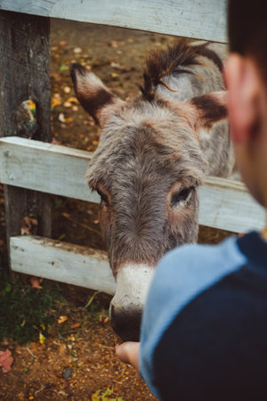 A man stroking a donkey in a farm, selective focus.の写真素材